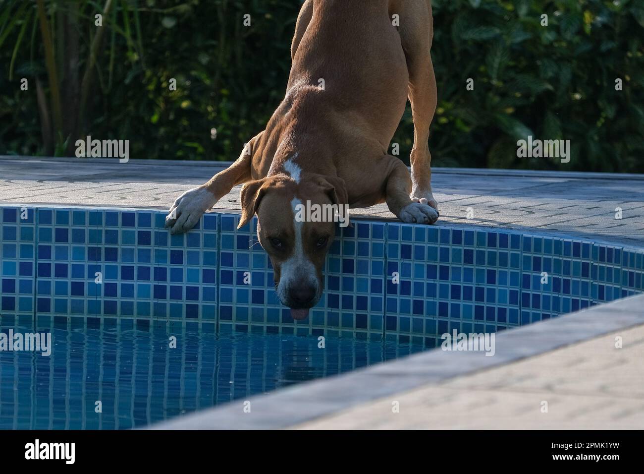 Gros plan de l'eau potable de chien assoiffée de la piscine. Foyer sélectif du chien. Banque D'Images