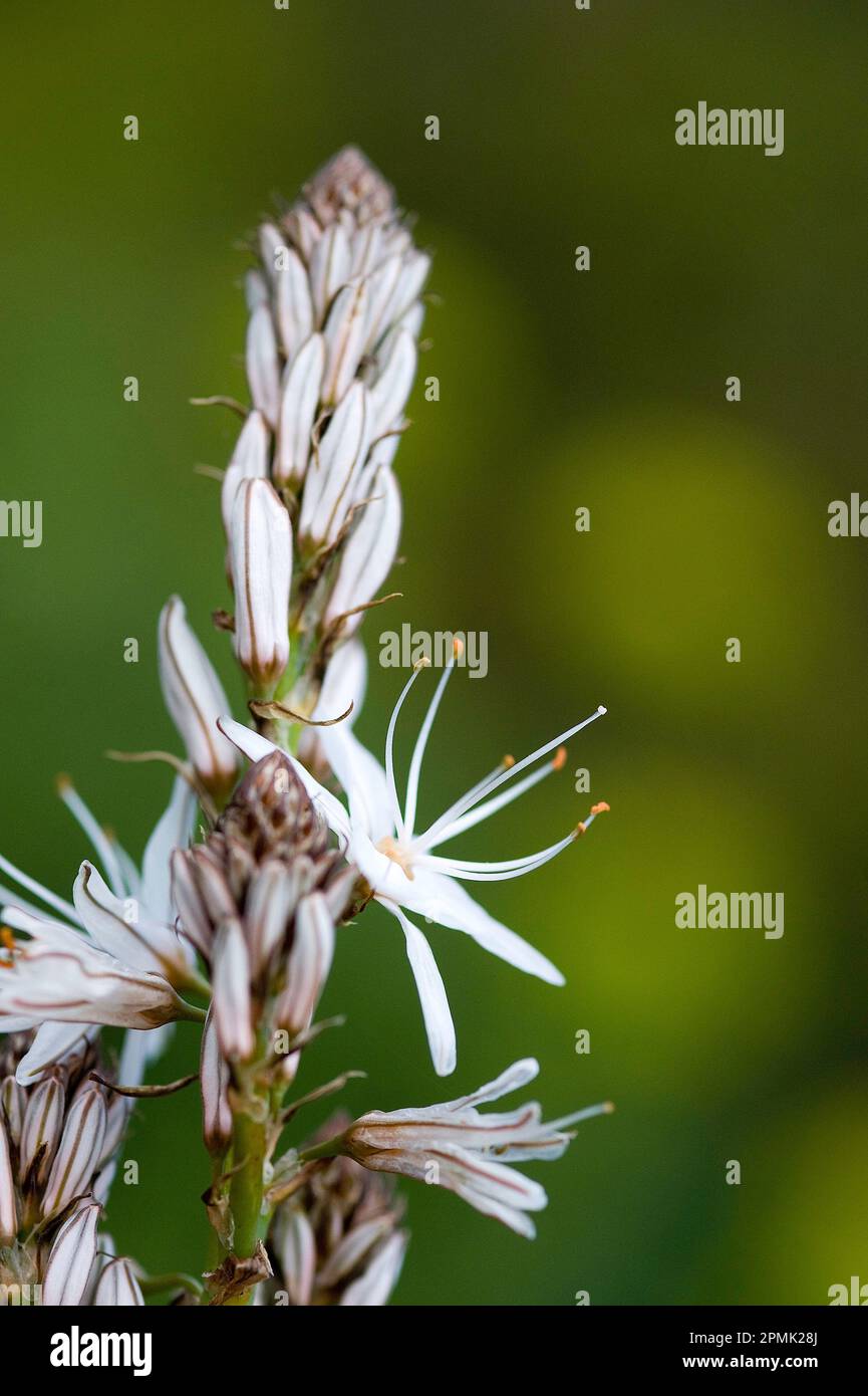 Asfodelo, Asphodelus microcarpus, Alghero, Sardegna, Italia Asphodelus microcarpus ramifié, Alghero, Sardaigne, Italie Banque D'Images