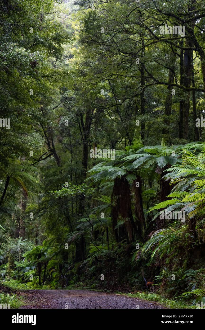 Parcourez une ancienne forêt podocarpe avec rimu, kahikatea, totara, matai et miro Banque D'Images