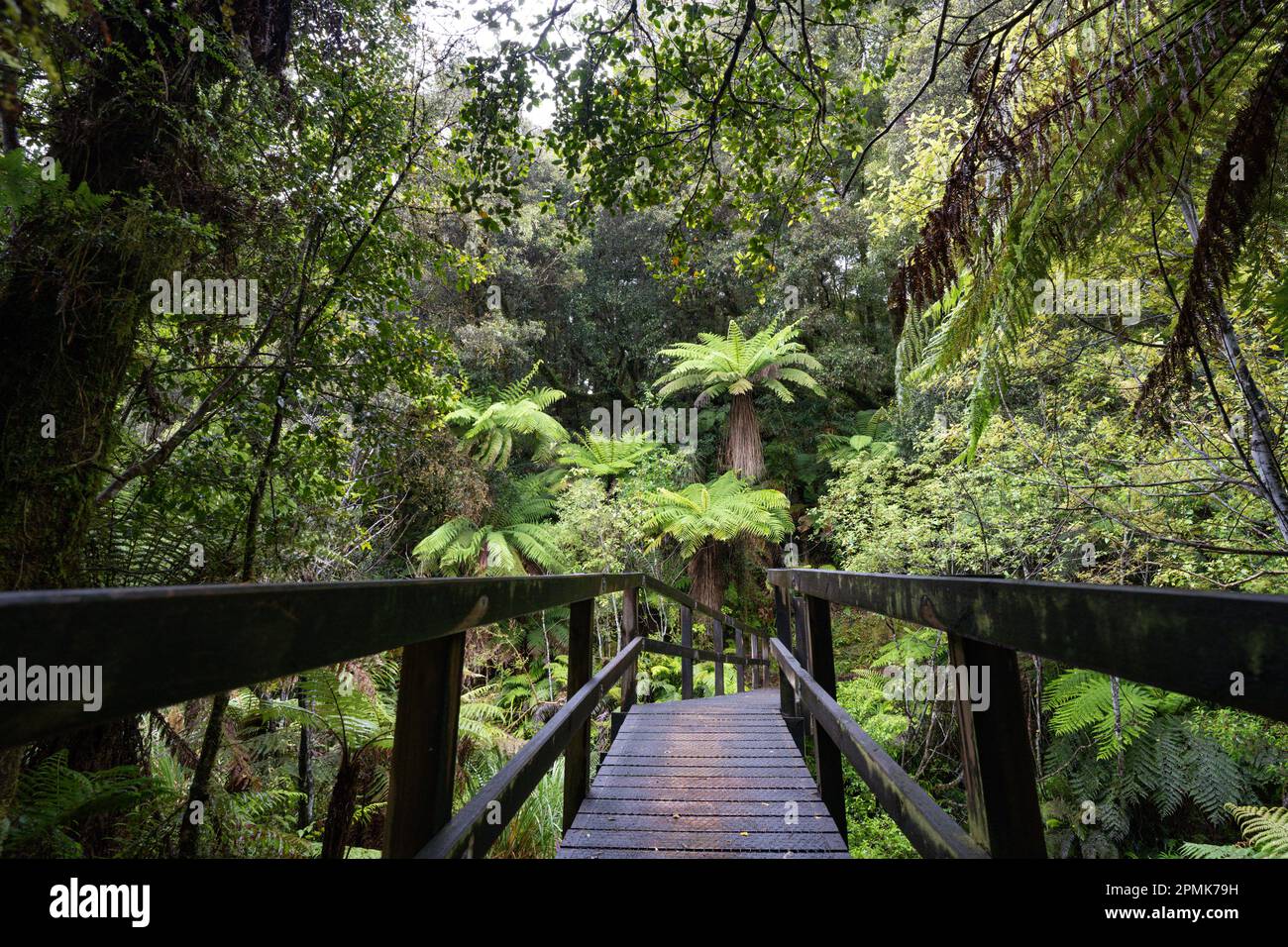 Parcourez une ancienne forêt podocarpe avec rimu, kahikatea, totara, matai et miro Banque D'Images