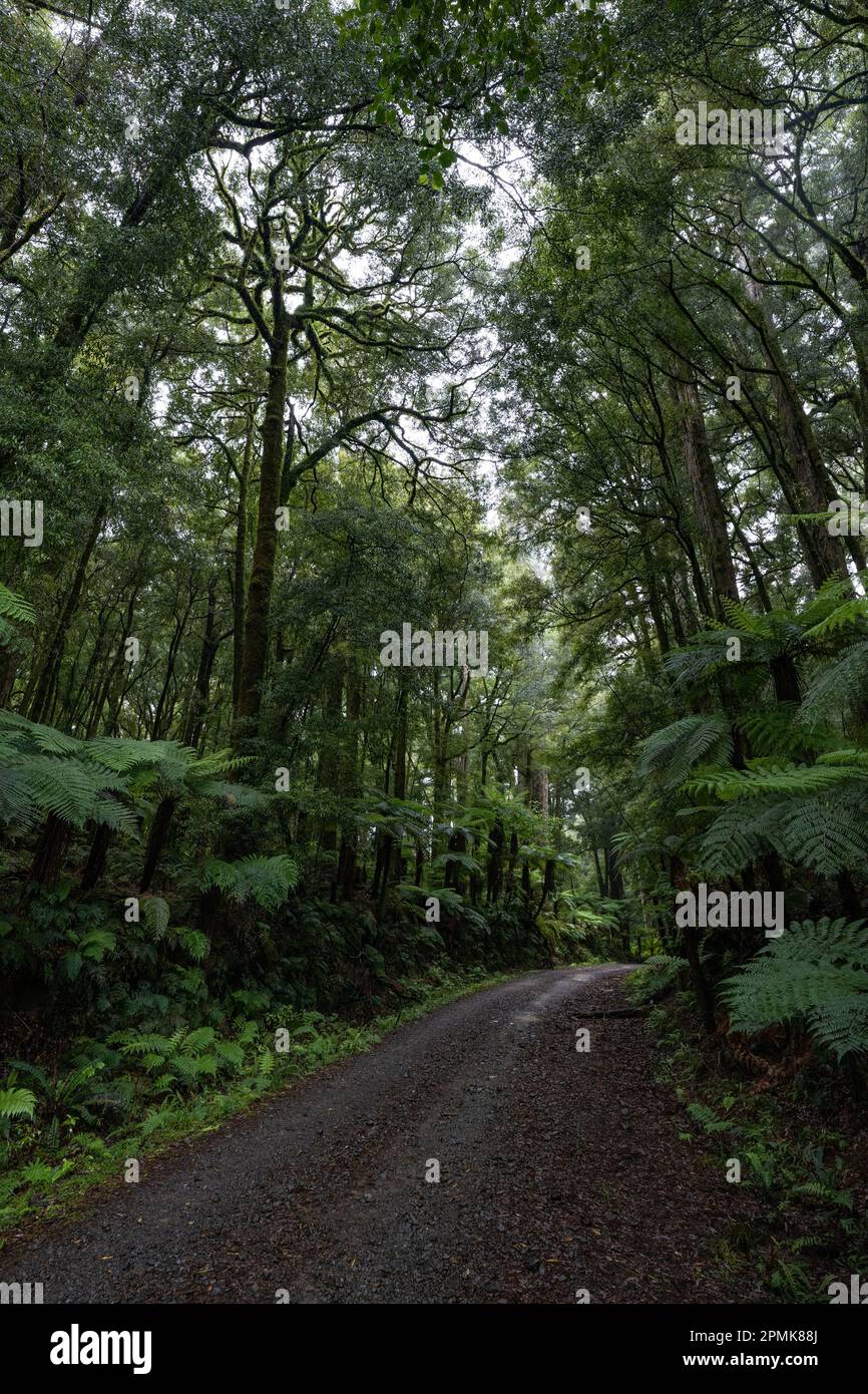 Parcourez une ancienne forêt podocarpe avec rimu, kahikatea, totara, matai et miro Banque D'Images