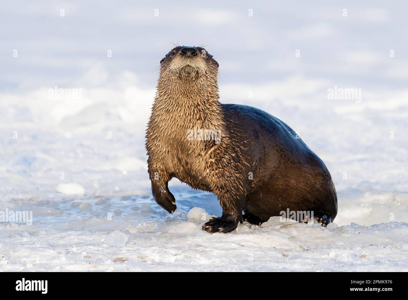 Rivière Otter sur un lac gelé dans le centre-sud de l'Alaska. Banque D'Images