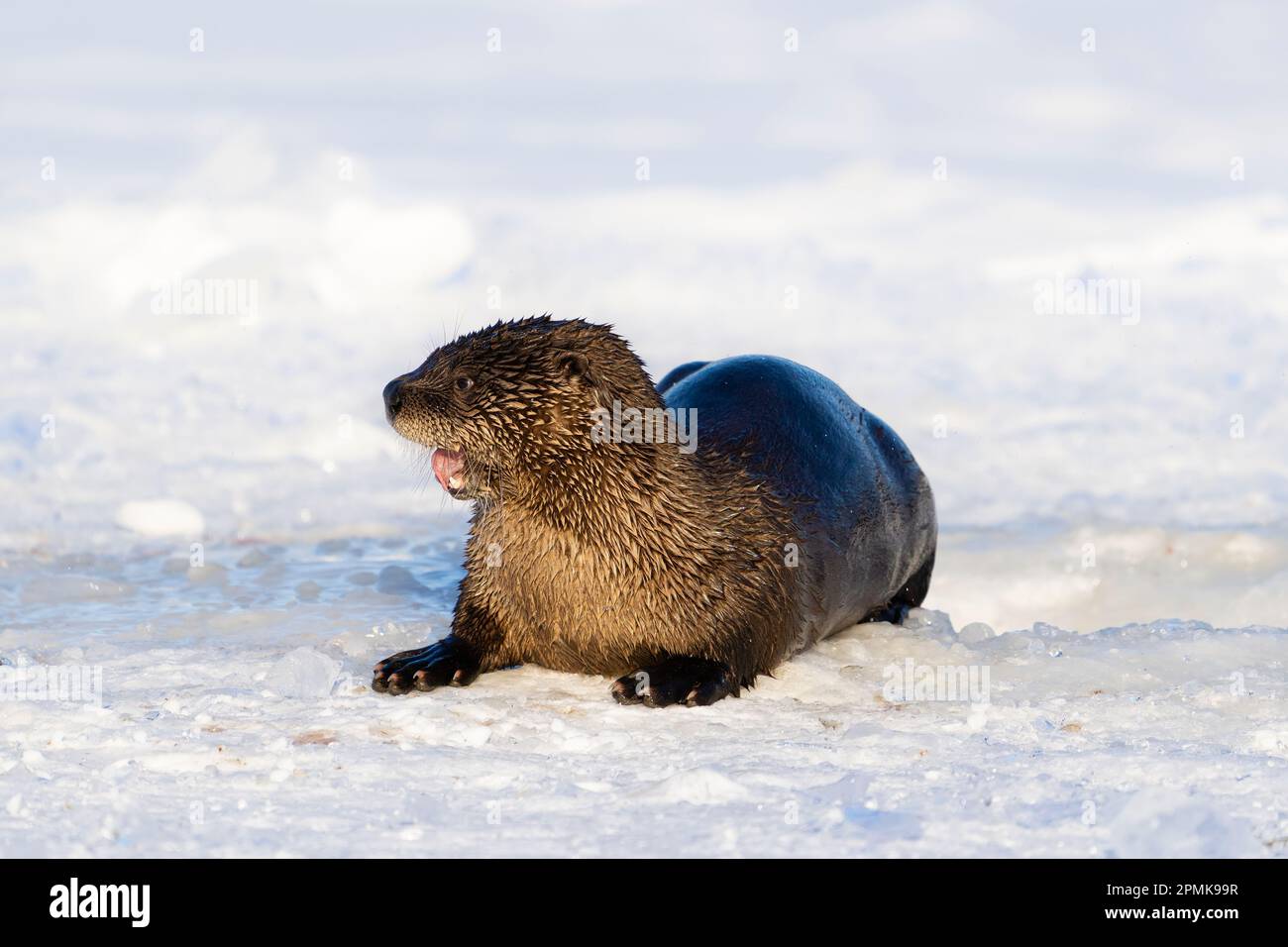 Rivière Otter sur un lac gelé dans le centre-sud de l'Alaska. Banque D'Images