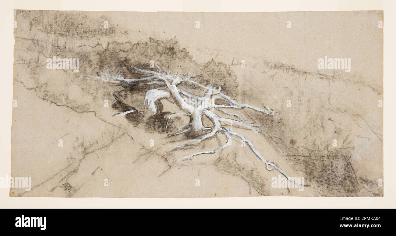 Dessin, racines d'arbres sur un flanc de colline, Prout's Neck; Winslow Homer (américain, 1836–1910); États-Unis; charbon de bois, pinceau et gouache blanc sur papier couché ; 29,7 x 59,3 cm (11 11/16 x 23 3/8 po) Banque D'Images