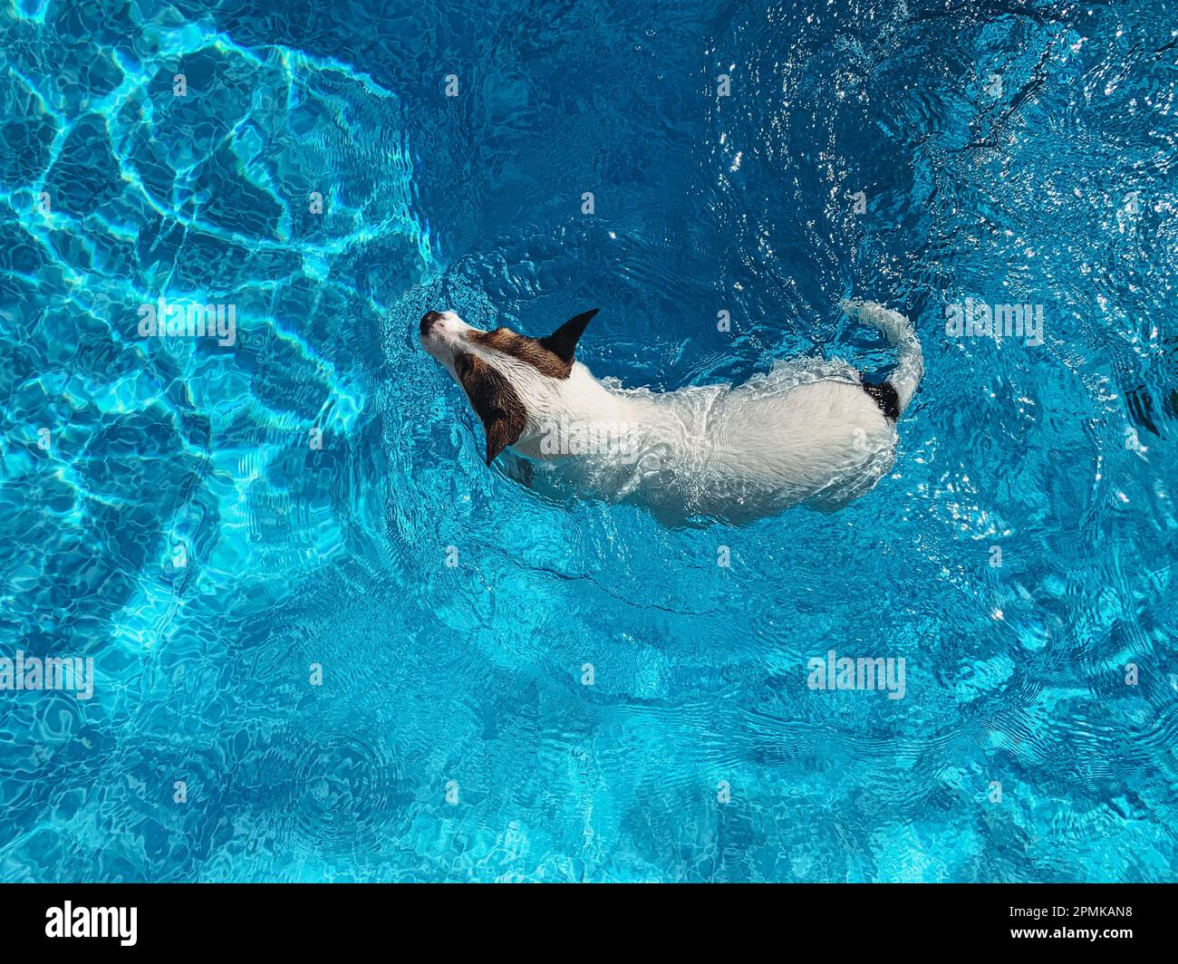 Vue panoramique sur un petit chien terrier blanc qui nage dans la piscine de l'arrière-cour Banque D'Images