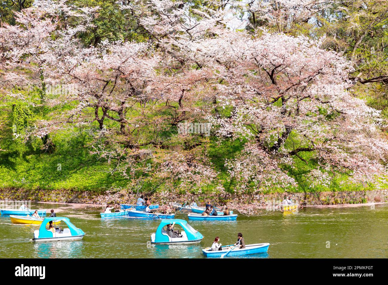 Tokyo Japon sakura cerisiers en fleurs arbres Imperial Palace fossé Parc Chidorigafuchi, les gens en bateau se rapprochent des cerisiers en fleurs de Tokyo Japon Banque D'Images