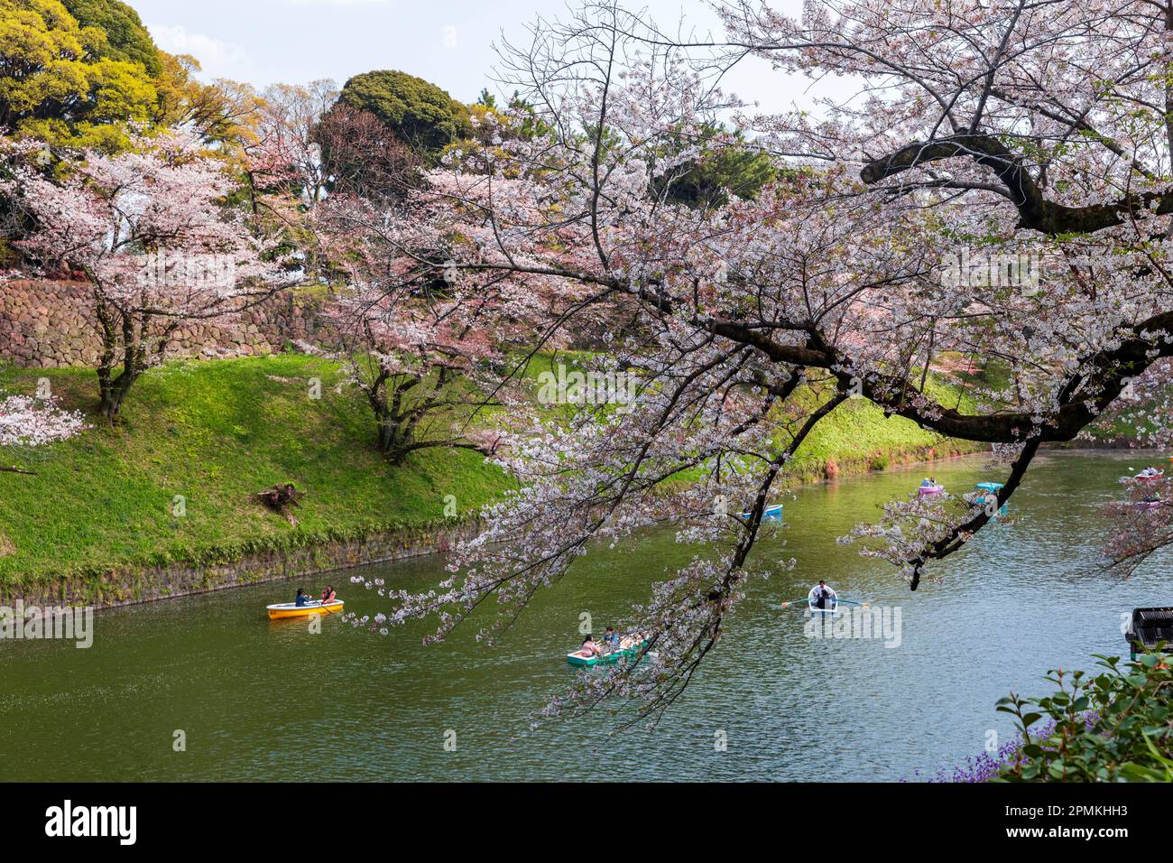 Tokyo Japon sakura cerisiers en fleurs Imperial Palace Moat Chidorigafuchi Park, les gens en bateau se rapprochent des cerisiers en fleurs de Tokyo Japon Banque D'Images