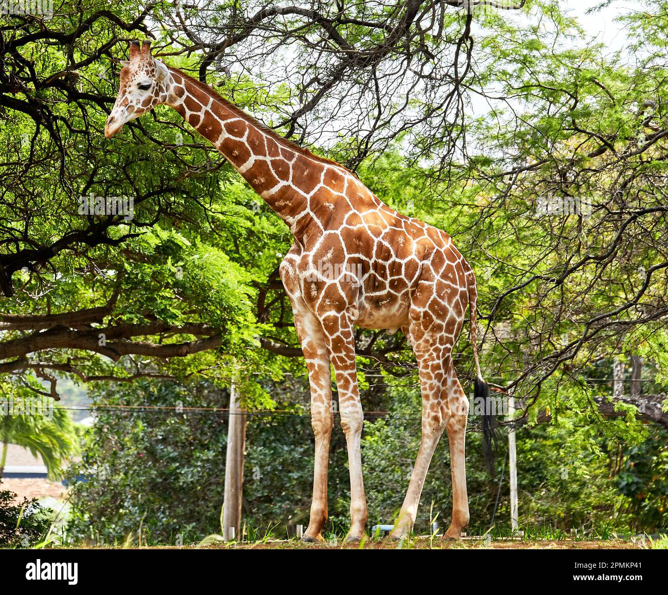 Une girafe dans un zoo de style habitat naturel Banque D'Images