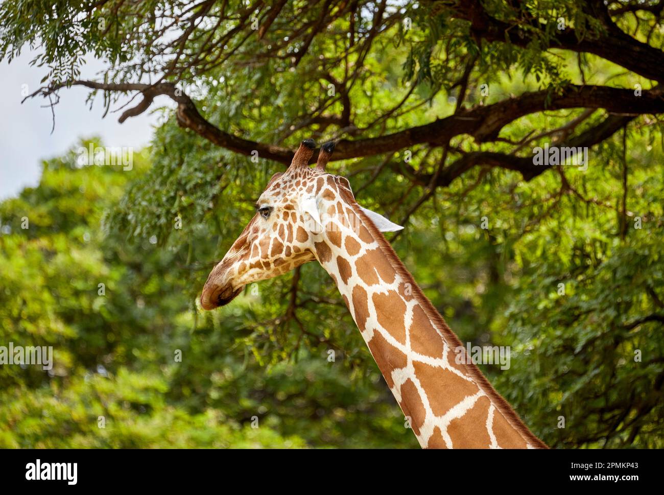 Gros plan sur une girafe dans un zoo de style habitat naturel Banque D'Images