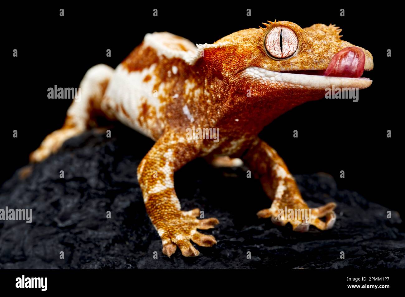 Gecko à crête (Correlophus ciliatus) Banque D'Images