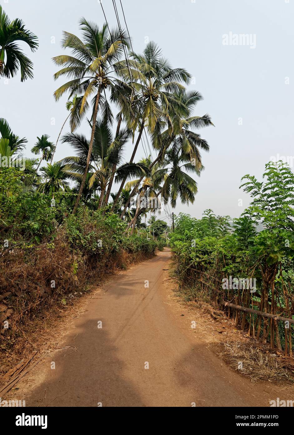 Route de village solitaire avec palmiers et ombres à l'état de Shreevardhan Maharashtra Inde 01 07 2023 Banque D'Images