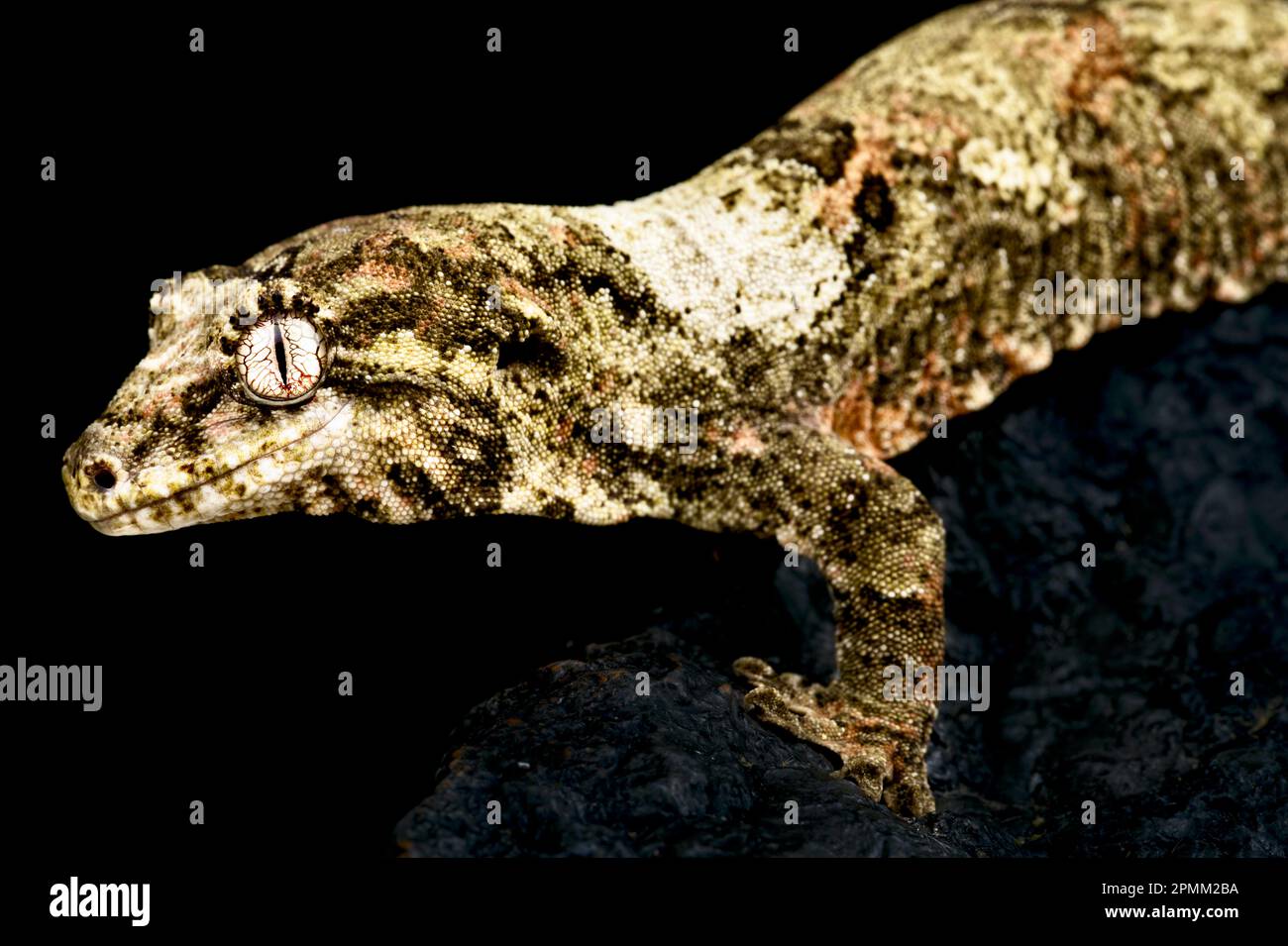 New Caledonian Mossy gecko (Mniarogekko chahoua) Banque D'Images