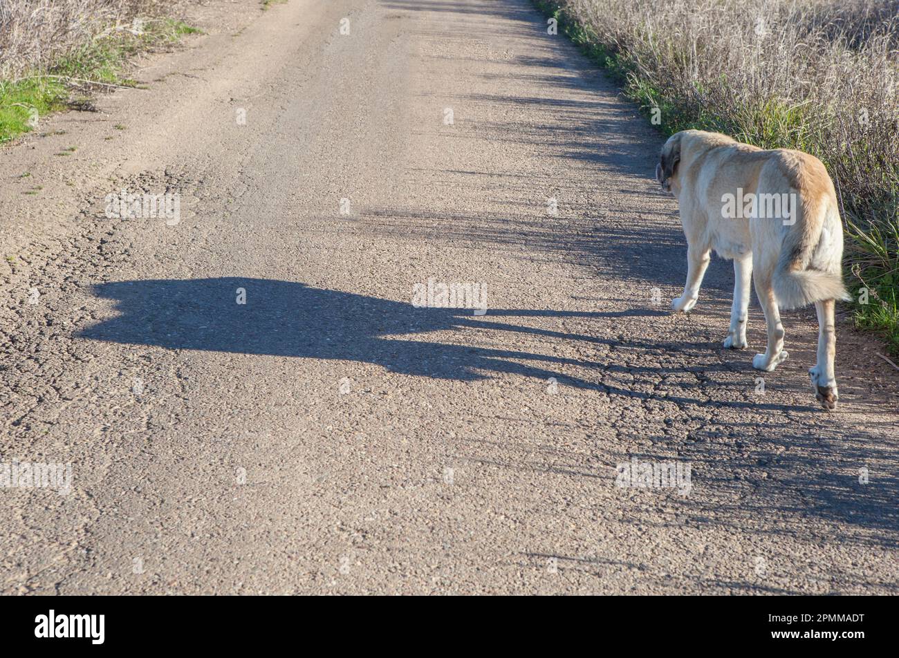 Le mastiff espagnol Tawny marchant sur la seule route locale. Concept de chiens piqués Banque D'Images