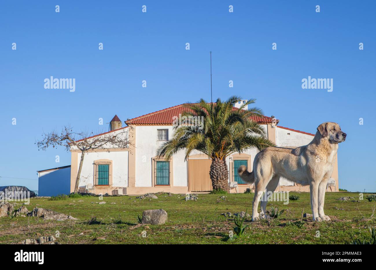 Le mastiff espagnol Tawny protège une maison de campagne. Excellent chien de garde des États Banque D'Images