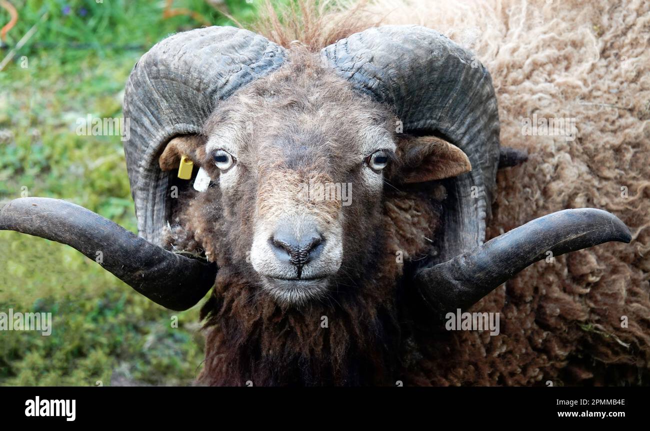Portrait d'un mouton Ouessant mâle avec de grandes cornes courbés Banque D'Images