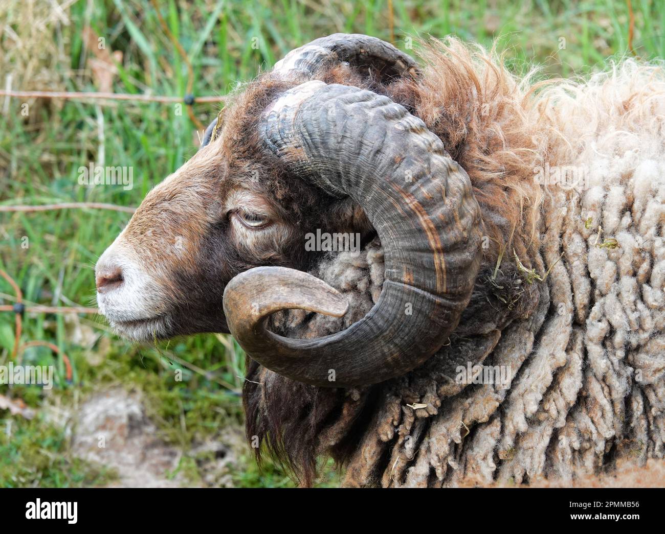 Portrait d'un mouton Ouessant mâle avec de grandes cornes courbés Banque D'Images