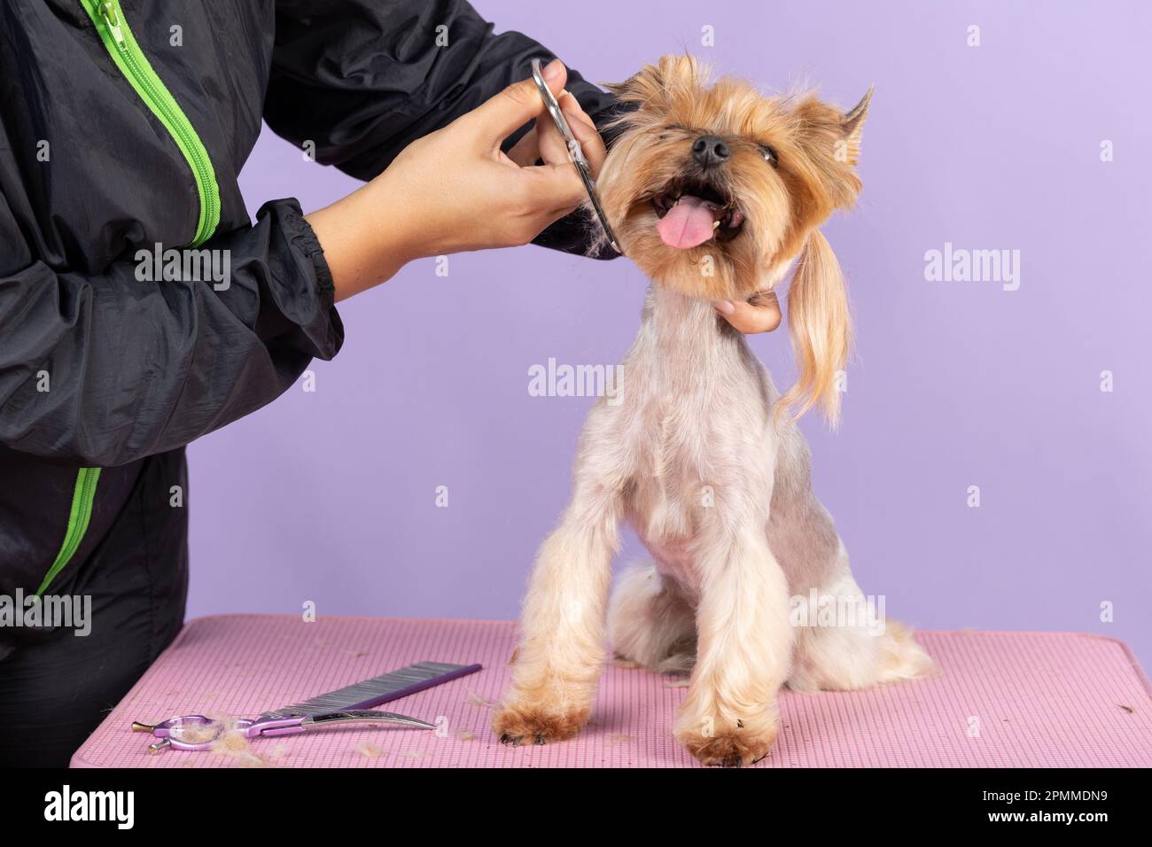 La tondeuse coupe le museau d'un Yorkshire Terrier. Le chien reste sur fond rose. concept de soins aux animaux Banque D'Images