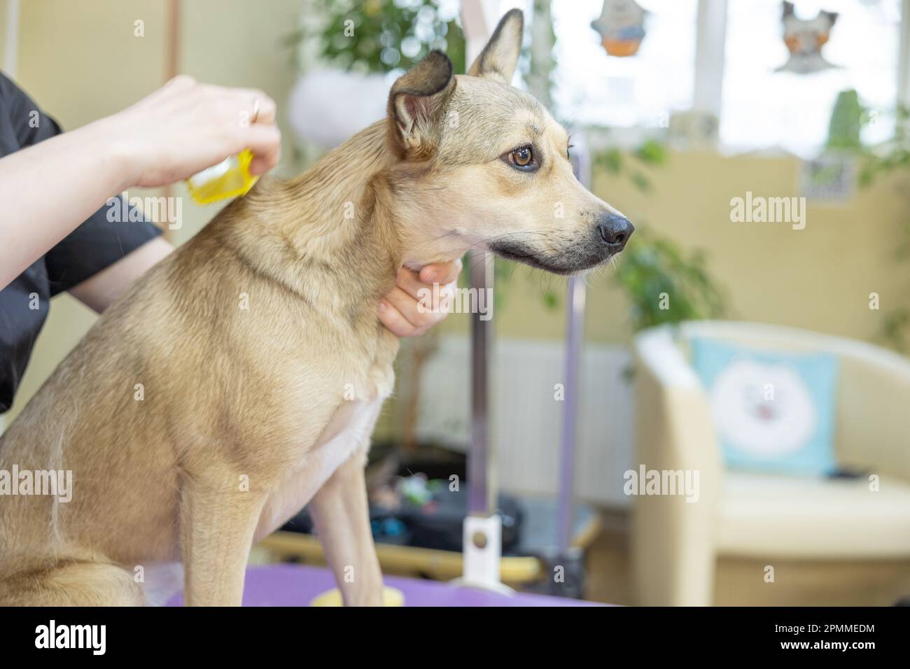 Groomer peignant chien cheveux chien. Chien de jardin coupe de cheveux groomer féminin dans le salon de beauté pour chiens. soins aux animaux Banque D'Images