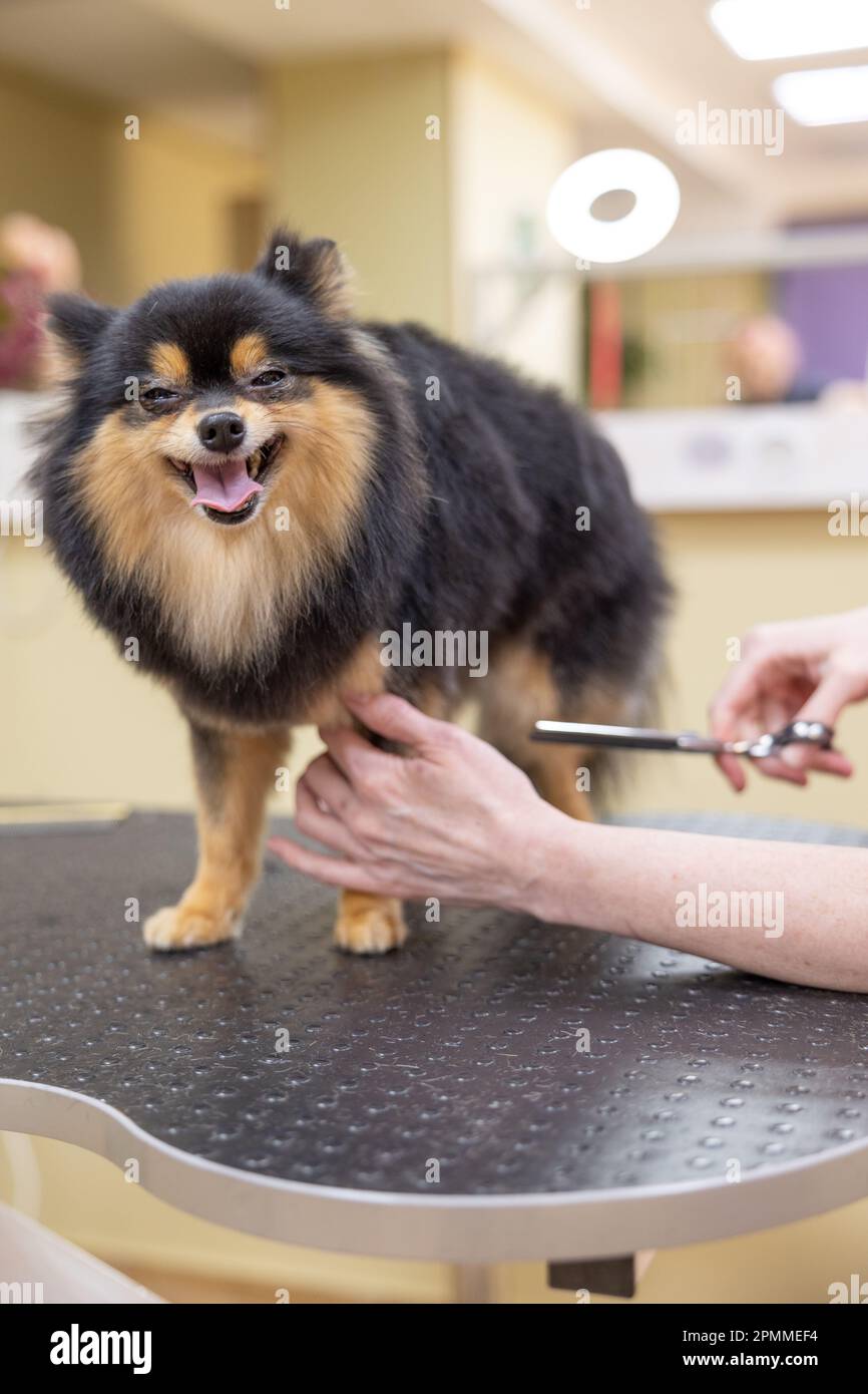 spitz dans le salon de coiffure. la tondeuse coupe les poils de chien spitz avec des outils professionnels. soins des animaux, coiffures à la clinique vétérinaire. prenez soin des chiens. un Banque D'Images