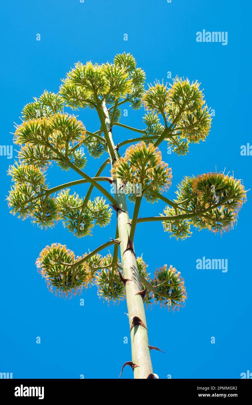 Tige de fleur géante agave contre ciel bleu Banque D'Images