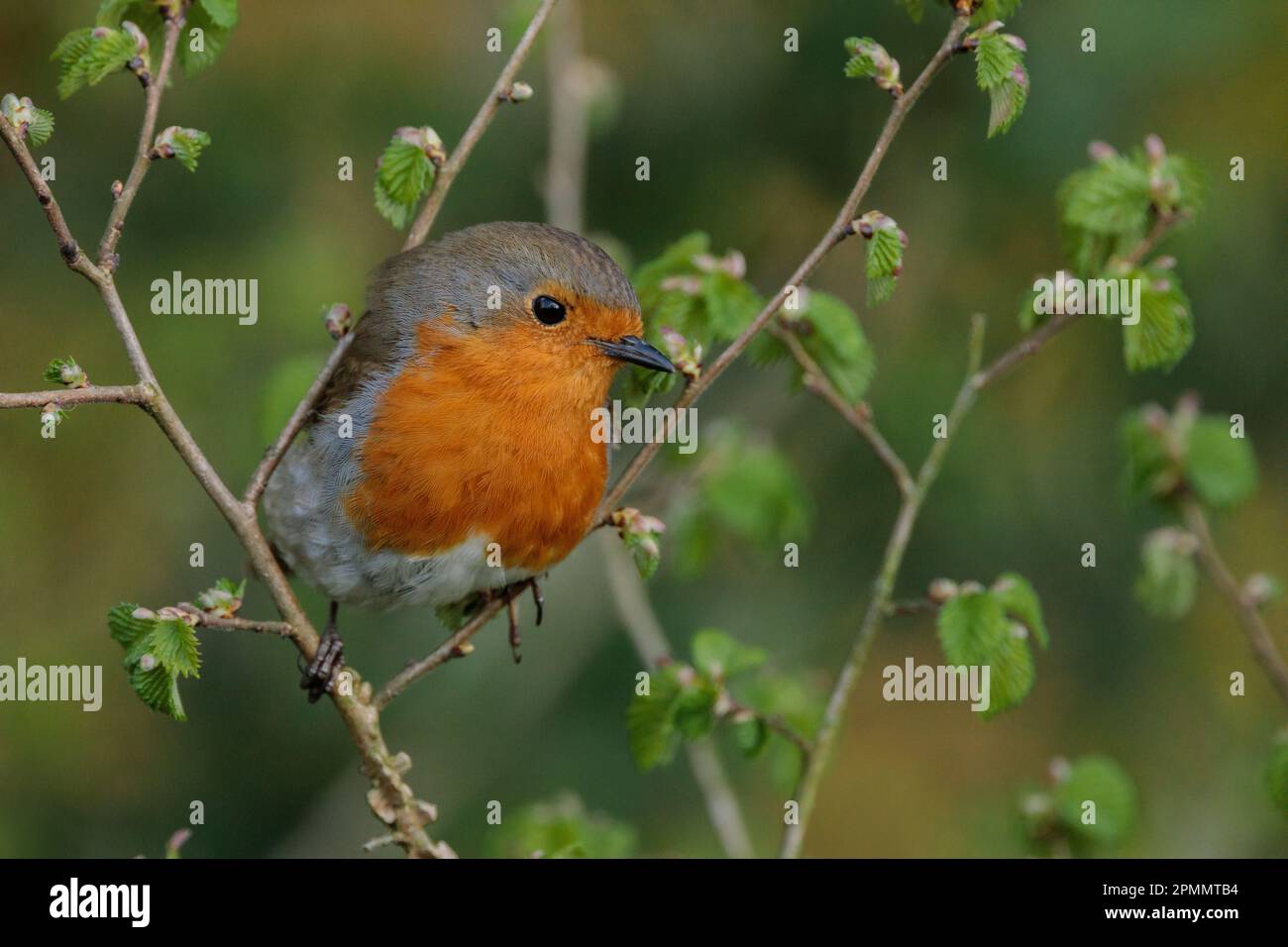 Robin européen, erithacus rubecula, perché sur une branche. Barn Hill, Wembley, Royaume-Uni. Photo par Amanda Rose/Alay Banque D'Images