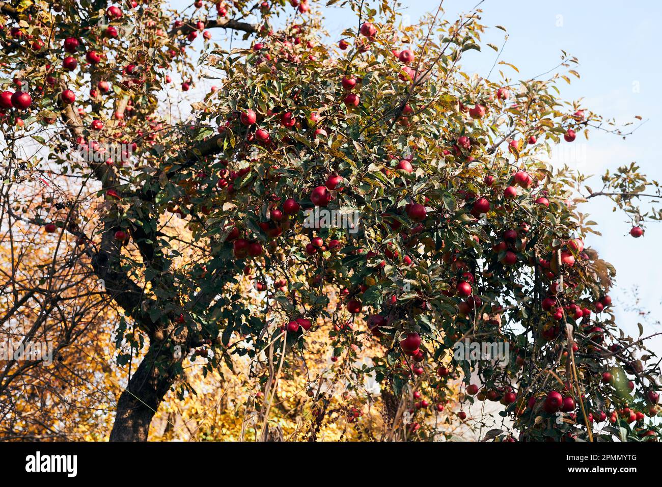 Pommier avec beaucoup de pommes juteuses rouges mûres dans le verger. Temps de récolte en campagne. Apple fruits frais et sains prêts à cueillir à l'automne Banque D'Images