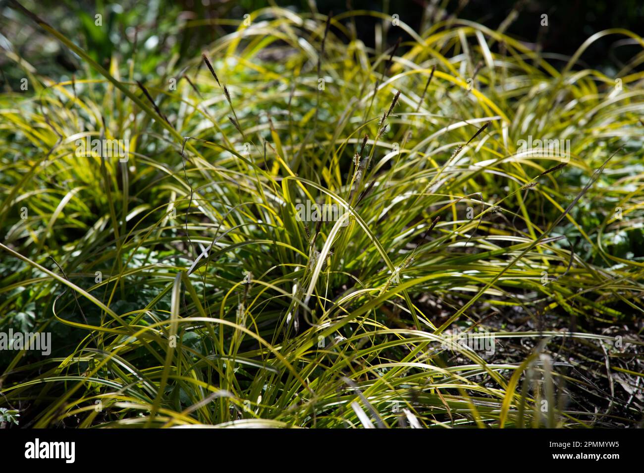 Feuillage de printemps doré de l'herbe ornementale Carex oshimensis 'Everillol' dans le jardin britannique avril Banque D'Images