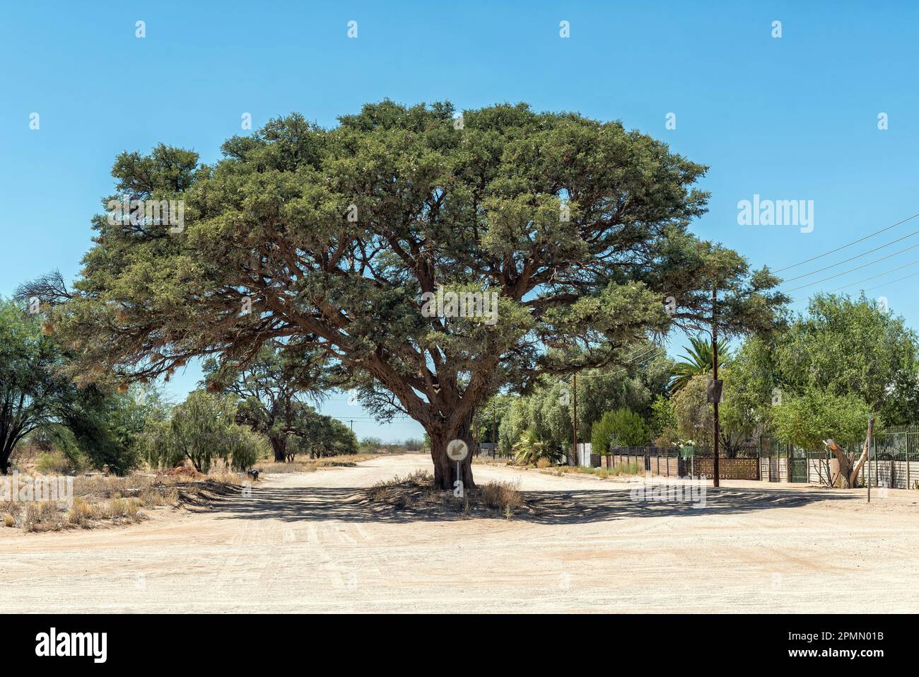 Un arbre à dos de chameau au milieu d'une rue à Kenhardt. Les graines sont mangées par le bétail et peuvent être rôties comme un substitut au café Banque D'Images