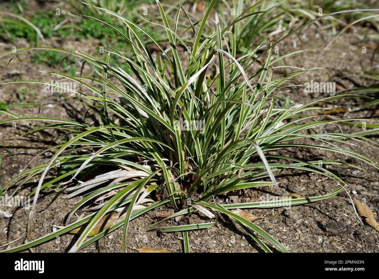 Carex morrowii 'Ice Dance' dans le jardin du Royaume-Uni en avril Banque D'Images