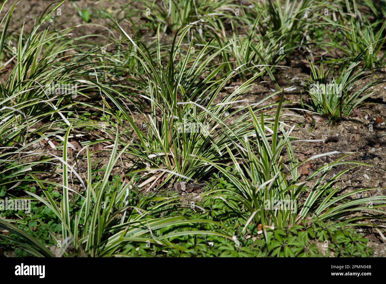 Carex morrowii 'Ice Dance' dans le jardin du Royaume-Uni en avril Banque D'Images