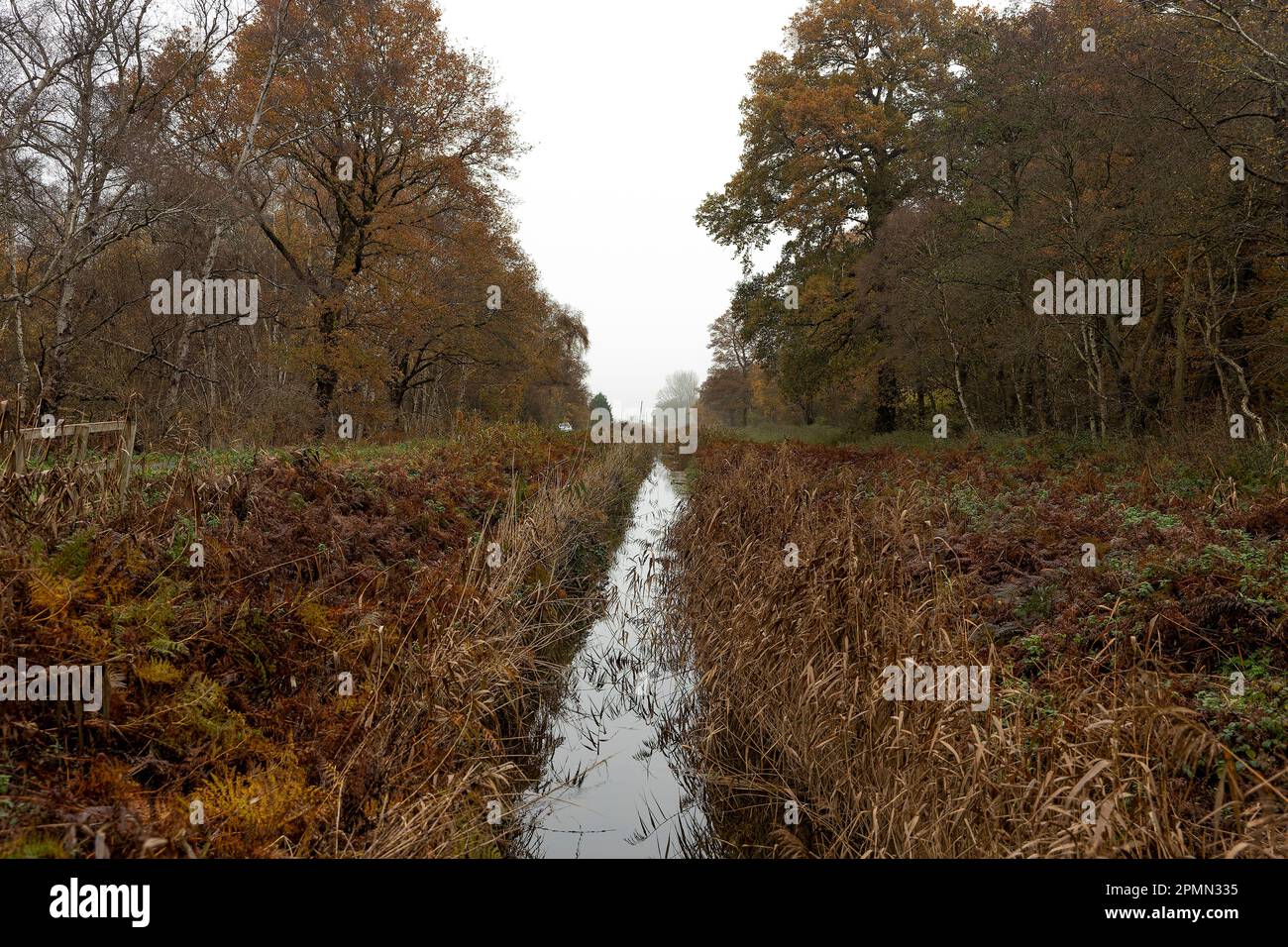 Holme Fen, réserve naturelle Banque D'Images