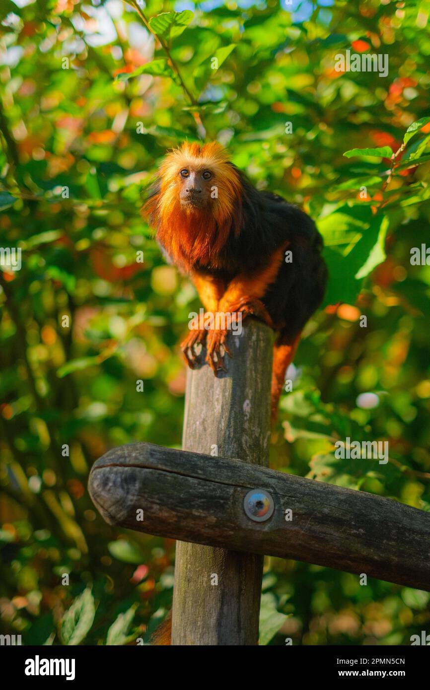 kleiner Affe auf Baum Banque D'Images
