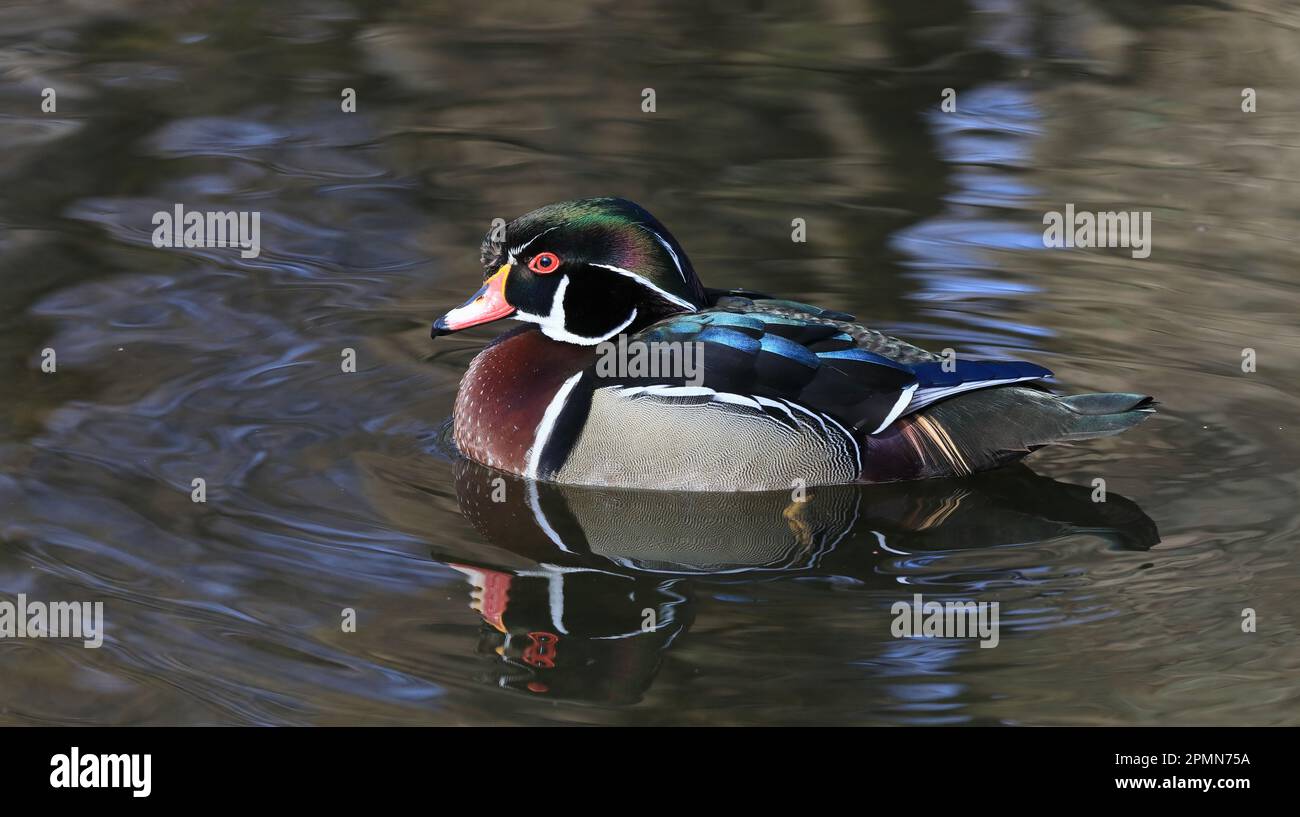 Canard en bois homme natation Banque D'Images