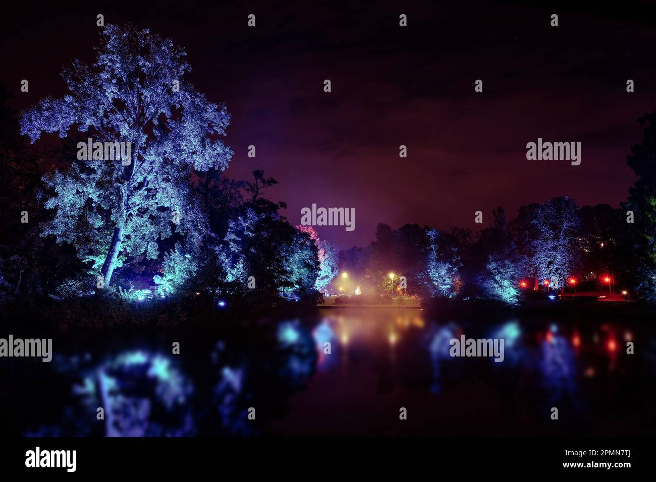 Arbres illuminés au bord du lac contre le ciel nocturne Banque D'Images