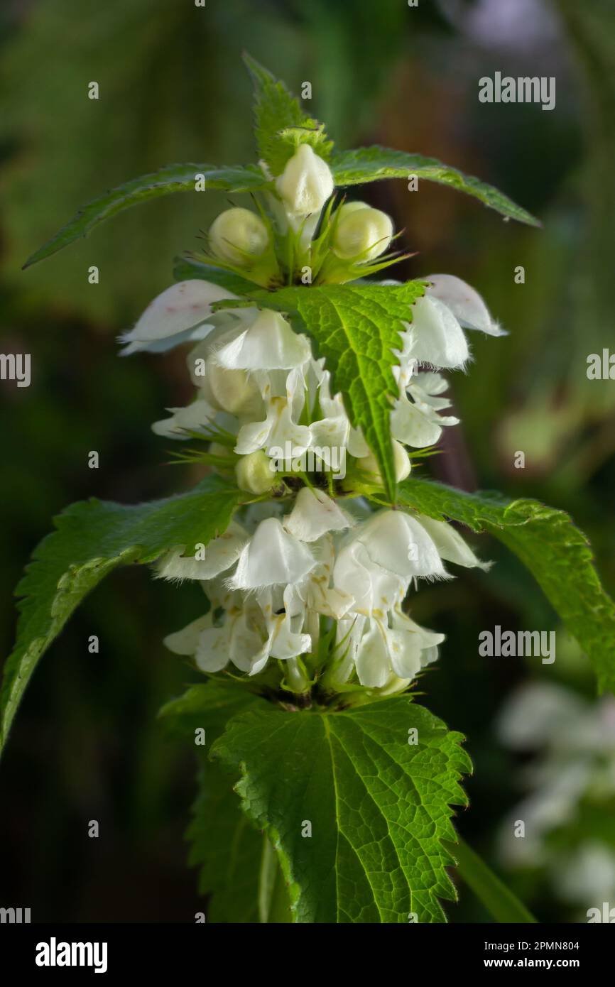 L'album de Lamium, communément appelé ortie blanche ou ortie blanche morte, est une plante à fleurs de la famille des Lamiaceae. Banque D'Images