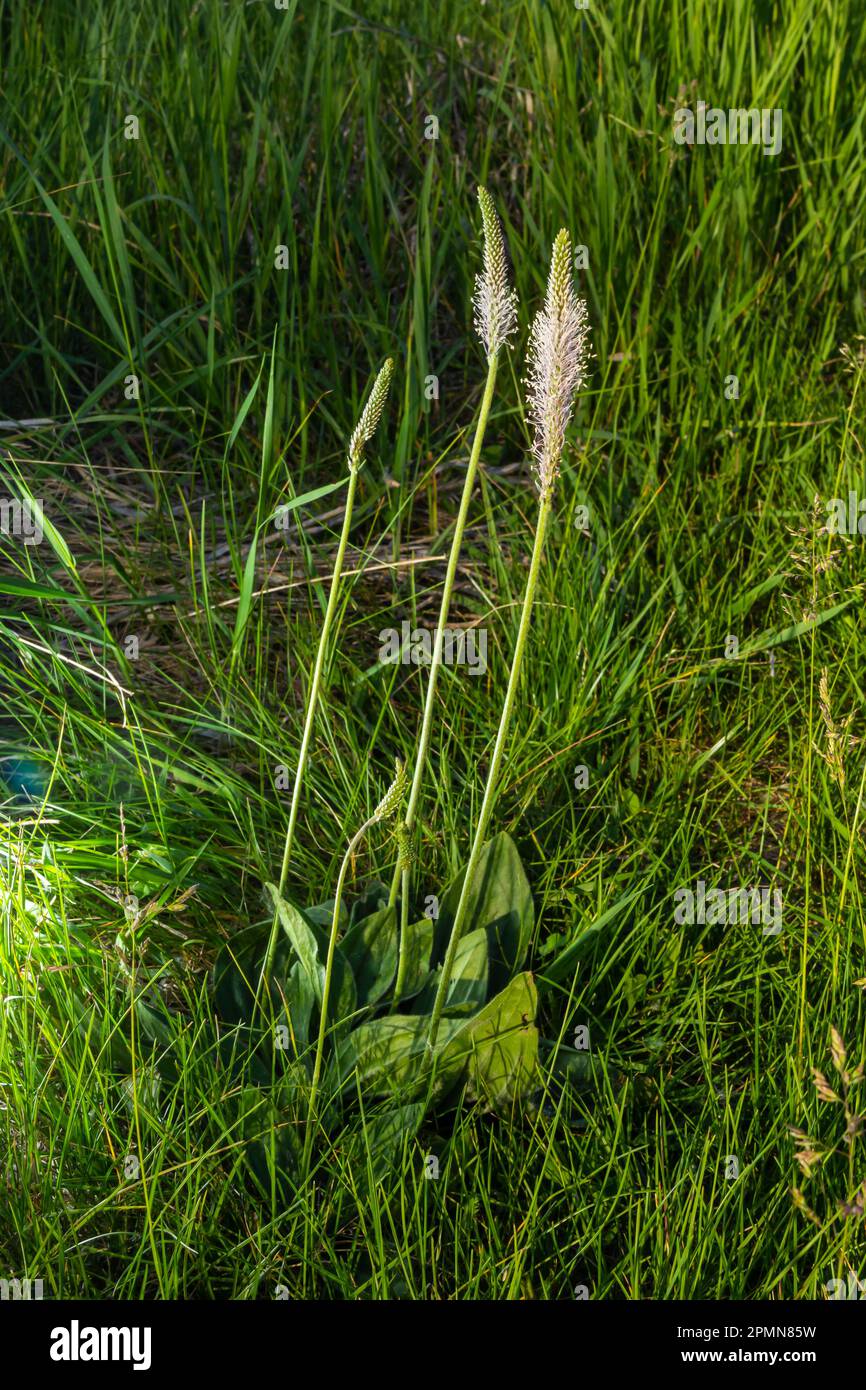 Plantago lanceolata est une espèce de plante à fleurs de la famille des plantains Plantaginaceae. Il est connu par les noms communs ribowort plantain et étroit Banque D'Images