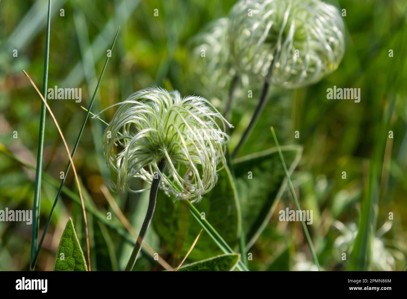 Groupe de graines sur les tiges Sugarbowls Leatherflowers dans le champ alpin. Banque D'Images