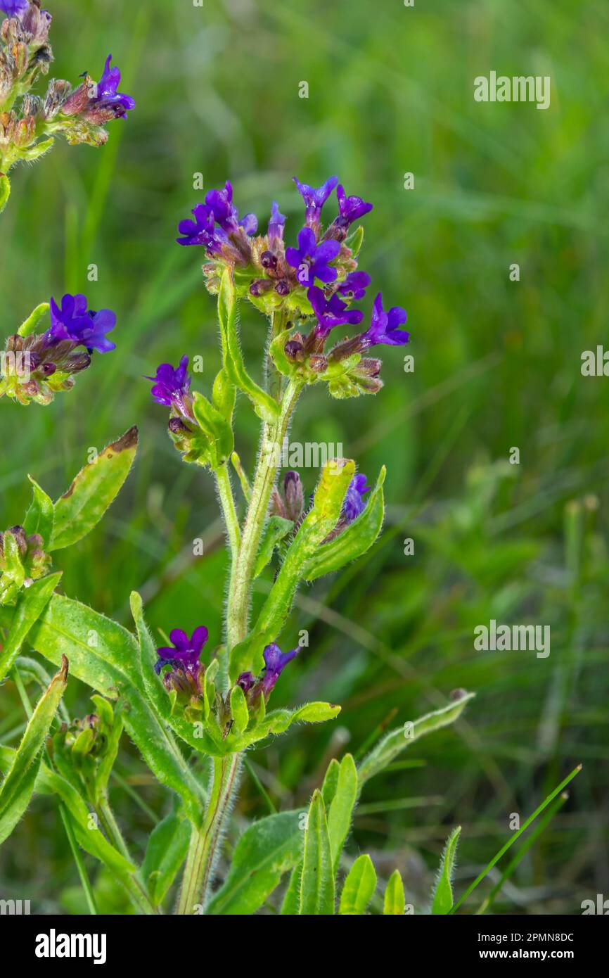 Anchusa officinalis, alcanet, bugloss commun. Été, aube. Des gouttes de rosée se trouvent sur la plante. Magnifique fond vert. Banque D'Images