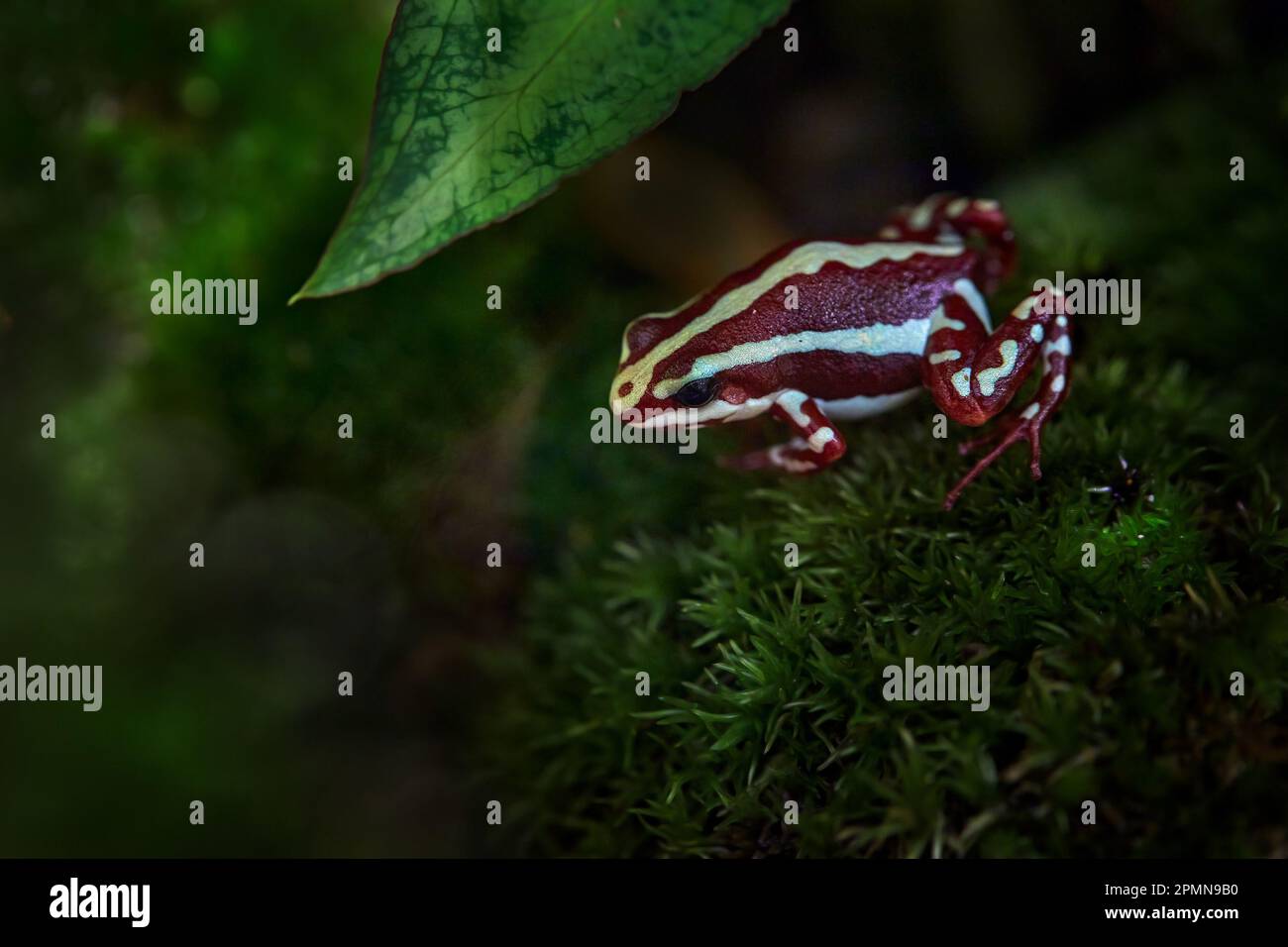 Epidobates anthonyi Santa Isabel, grenouille antipoison fantasmale dans l'habitat naturel de la forêt tropicale, Équateur tropique. Dendrobate tricolore, amphibien dans le gre Banque D'Images