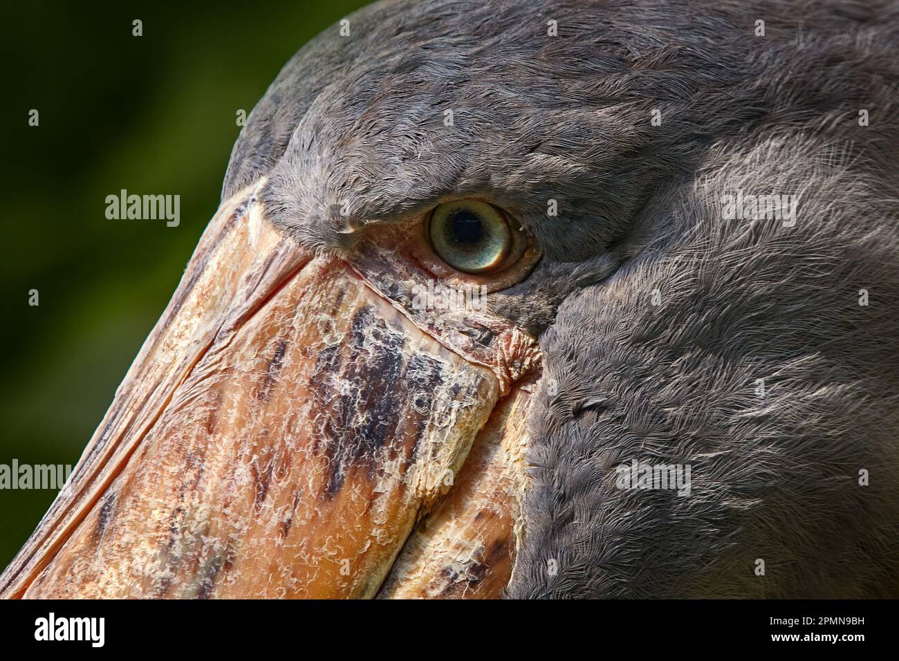 Gros plan avec visière. Shoebill, Balaeniceps rex, caché dans la végétation verte. Portrait d'un grand oiseau à bec, Ouganda. Observation des oiseaux en Afrique. Banque D'Images