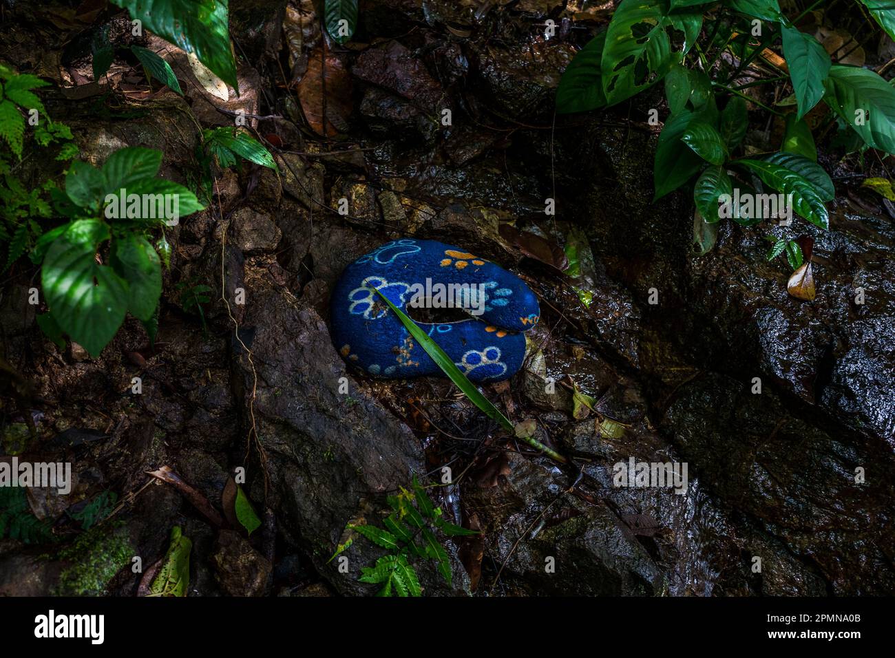 L’oreiller de cou rejeté d’un migrant repose sur un rocher dans la jungle sauvage et dangereuse du fossé Darién entre la Colombie et Panamá. Banque D'Images