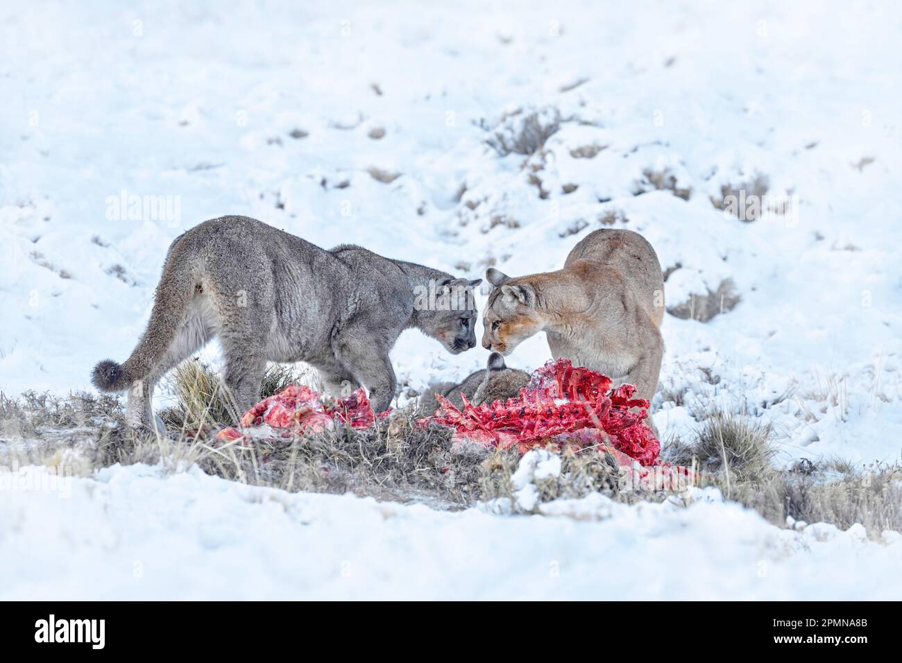 Puma mangeant guancao carcasse, squelette dans la bouche muzzle avec langue. Parc national de Torres del Paine au Chili. Hiver avec neige. Banque D'Images