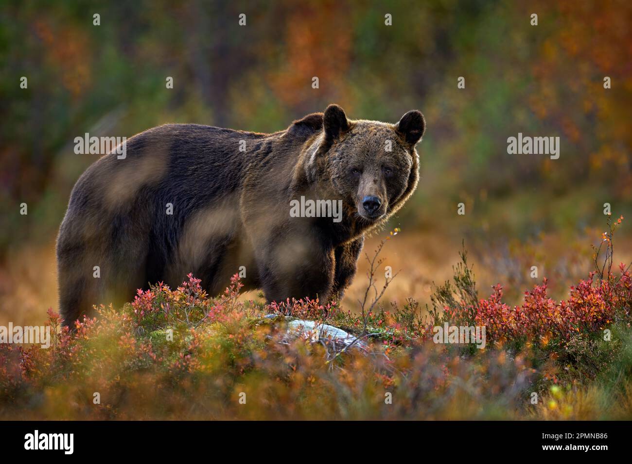 Ours caché dans la forêt jaune. Arbres d'automne avec ours. Magnifique ours brun marchant autour du lac, couleurs d'automne. Grand animal de danger dans l'habitat. Faune s Banque D'Images