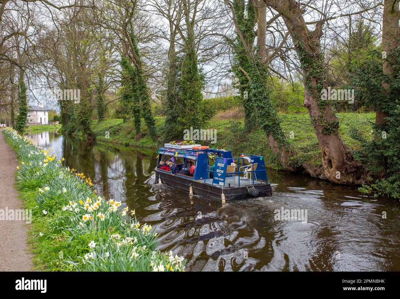 Bateau à rames sur le canal, fierté de Ripon faire des excursions en bateau de plaisance le long du canal de Ripon, dans le North Yorkshire à Springtime, après les jonquilles qui grandissent sur le chemin de halage Banque D'Images