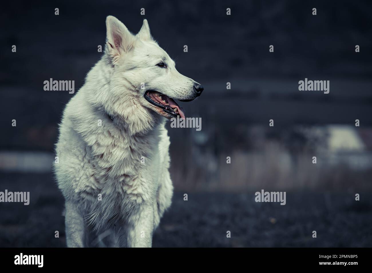 Portraits de berger blanc suisse Banque D'Images