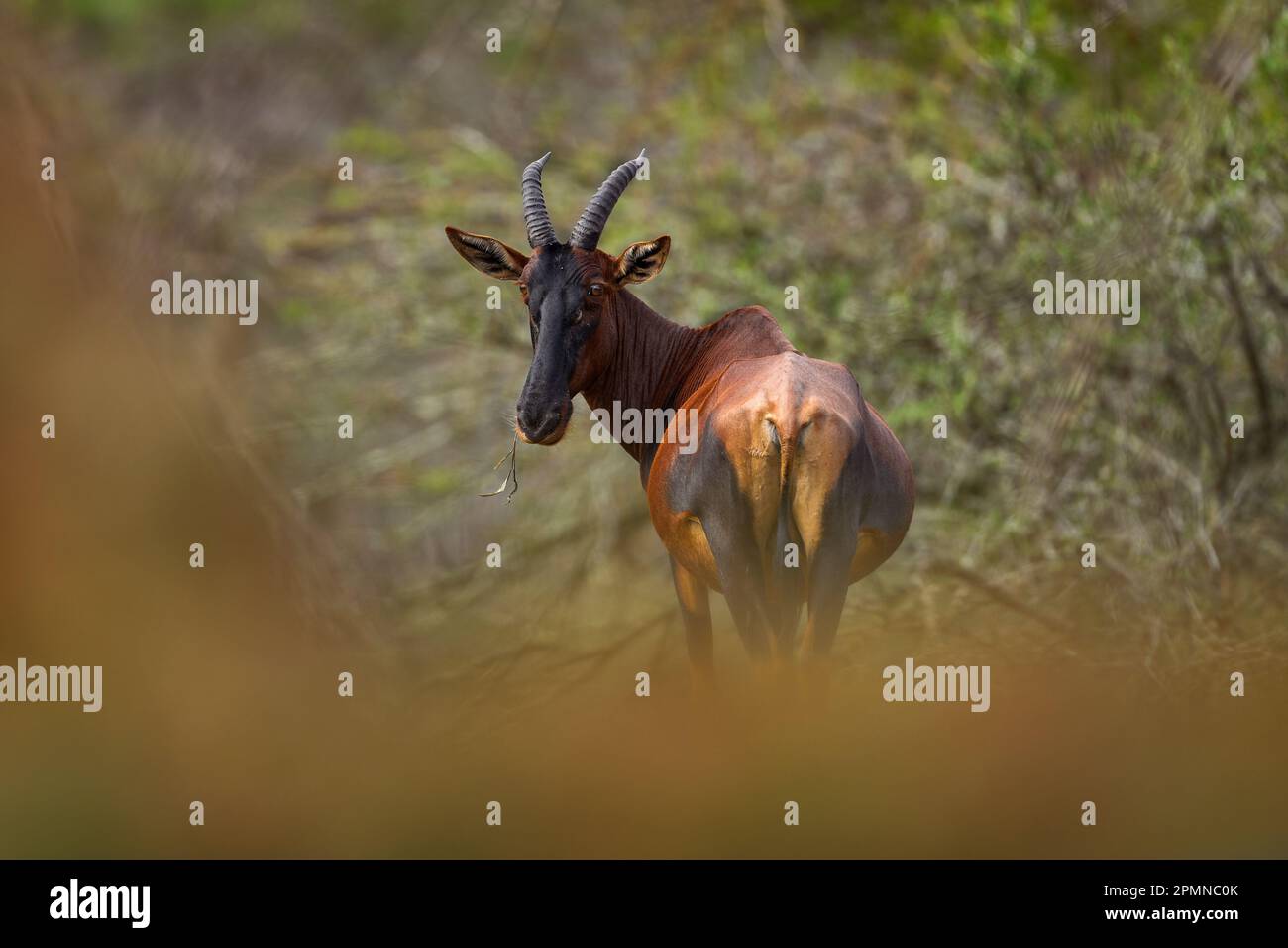 Antilope de Topi, Ishasha, parc national de la Reine Elizabeth, Afrique. Faune ougandaise.Topi antilope l'habitat naturel. Animal dans la forêt africaine. Banque D'Images