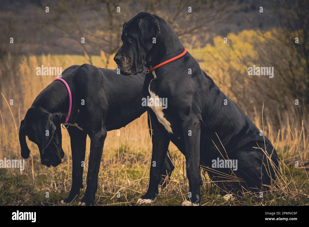Portrait du Dogue Allemand Banque D'Images