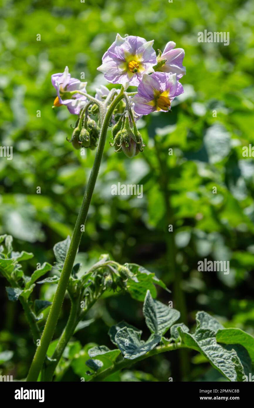 Jeunes pommes de terre à fleurs sur un champ vert, ferme, concept d'agriculture biologique. Banque D'Images
