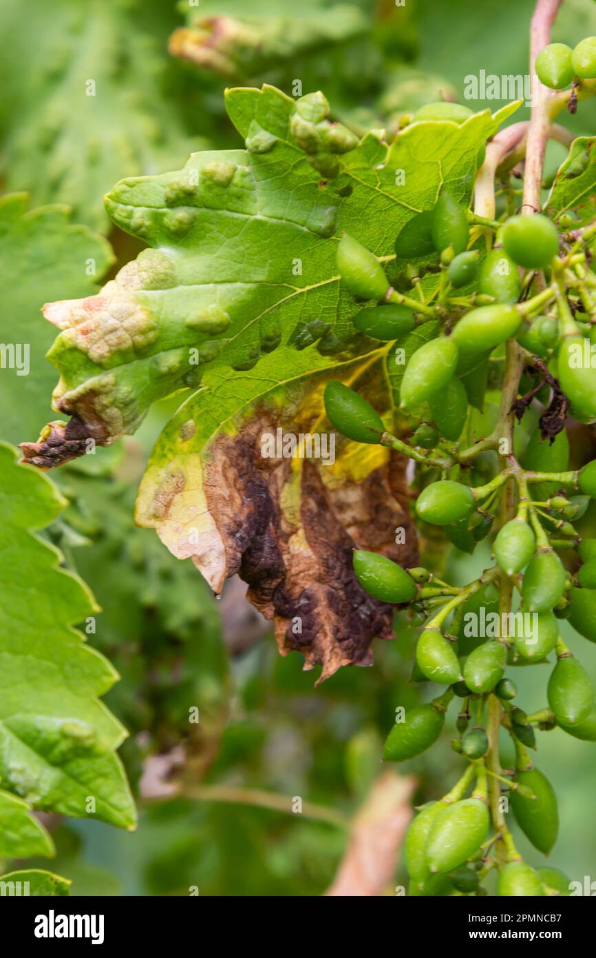 Feuilles de Grapevine avec Erinosis, une maladie de l'acarien Colomerus vitis Banque D'Images