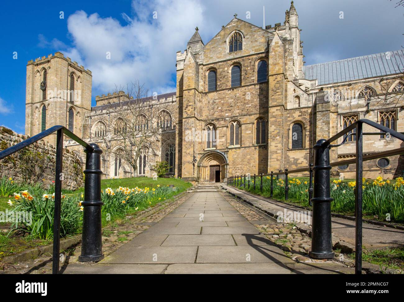 Cathédrale de Ripon dans la ville de Ripon, dans le nord du Yorkshire, en Angleterre, au soleil de printemps avec des jonquilles en fleur Banque D'Images